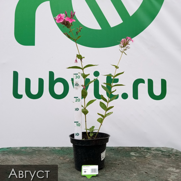 Флокс Феникс купить с доставкой