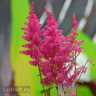 Астильба Розовая