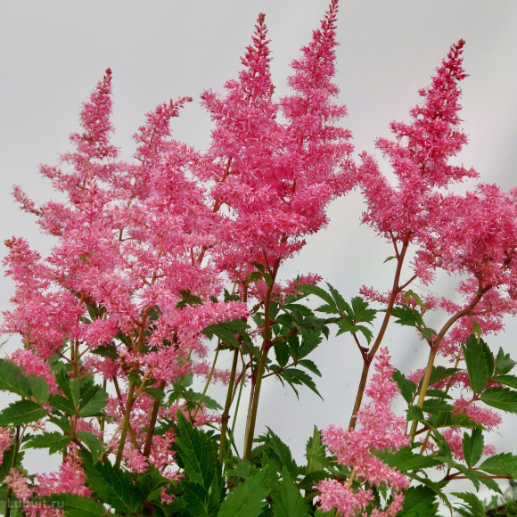 Астильба Розовая купить с доставкой