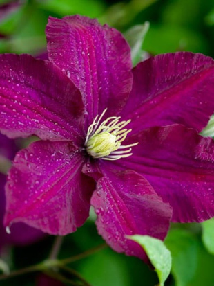 Клематис Полиш Спирит (Polish Spirit) Клематис Полиш Спирит (Polish Spirit)