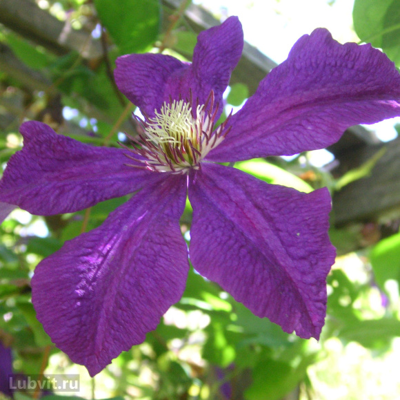 Клематис Полиш Спирит (Polish Spirit) купить с доставкой
