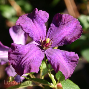 Клематис Полиш Спирит (Polish Spirit)