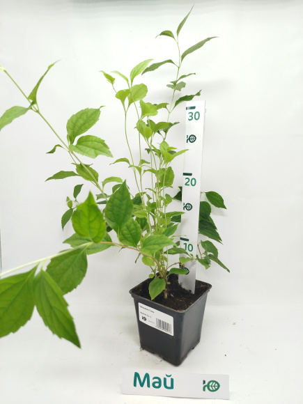 Чубушник Гном купить с доставкой Чубушник Гном купить с доставкой