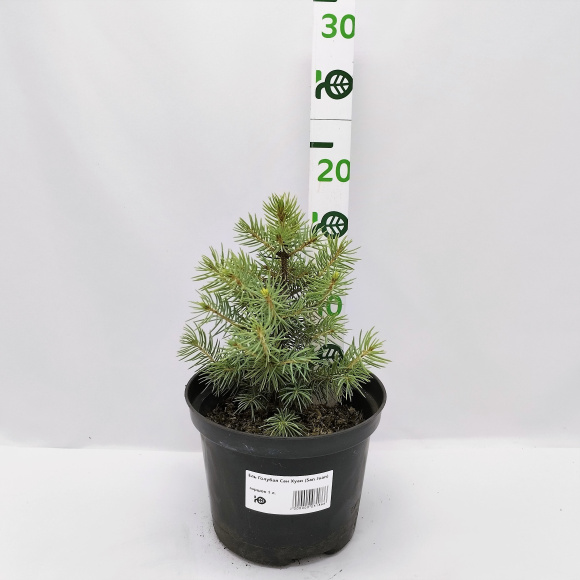 Ель Голубая Сан Хуан (San Juan) купить с доставкой