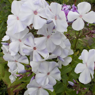 Флокс Небеса