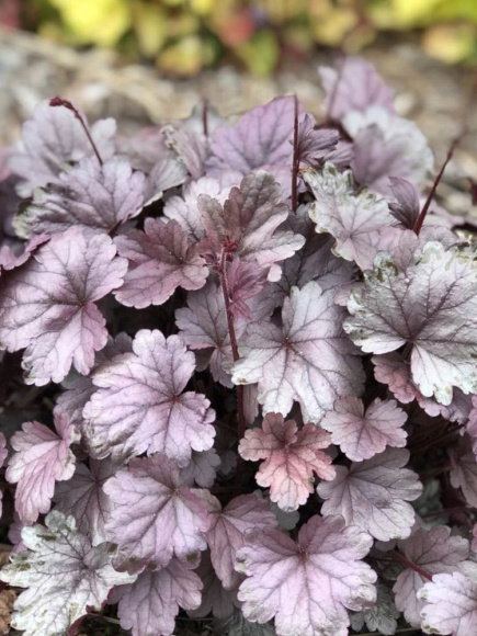 Гейхера Сильвер Гамдроп (Silver Gumdrop) купить с доставкой Гейхера Сильвер Гамдроп (Silver Gumdrop) купить с доставкой