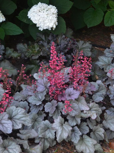 Гейхера Сильвер Гамдроп (Silver Gumdrop) купить с доставкой Гейхера Сильвер Гамдроп (Silver Gumdrop) купить с доставкой