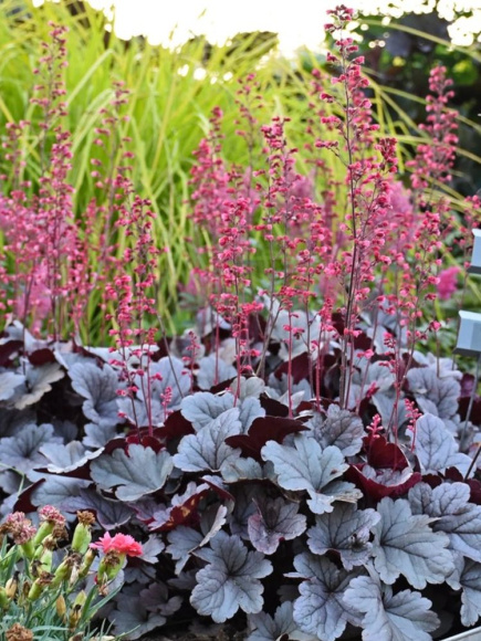 Гейхера Сильвер Гамдроп (Silver Gumdrop) купить с доставкой Гейхера Сильвер Гамдроп (Silver Gumdrop) купить с доставкой