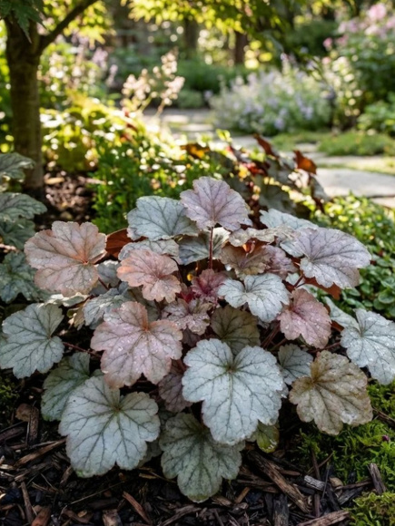 Гейхера Сильвер Гамдроп (Silver Gumdrop) купить с доставкой Гейхера Сильвер Гамдроп (Silver Gumdrop) купить с доставкой