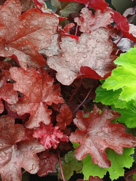 Гейхера Ворлд Кафе Виенна (World Caffe Vienna) купить с доставкой