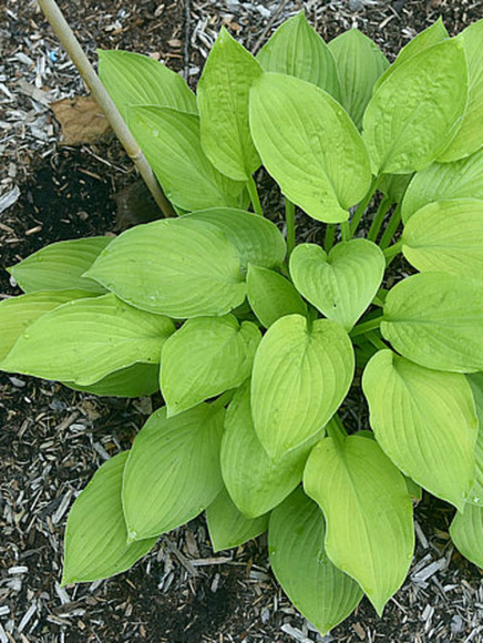 Хоста Ки Рен Джьяку (Ki Ren Jyaku) [L] купить с доставкой