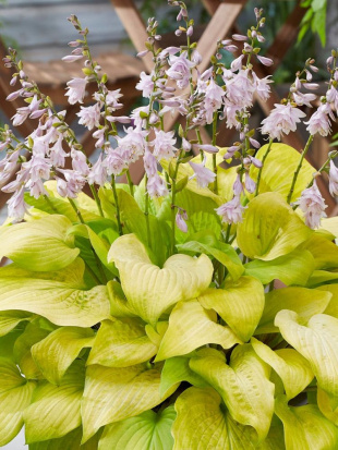 Хоста Ки Рен Джьяку (Ki Ren Jyaku) [L]