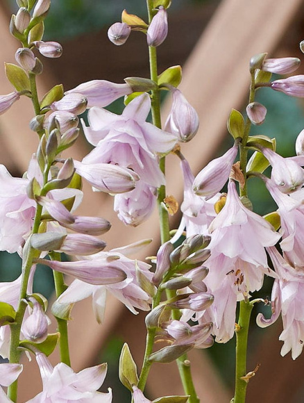 Хоста Ки Рен Джьяку (Ki Ren Jyaku) [L] купить с доставкой