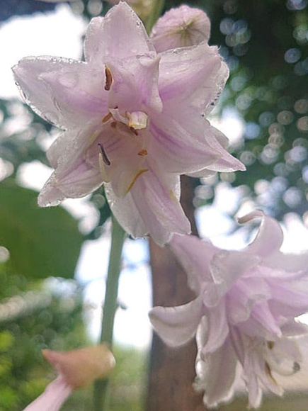 Хоста Ки Рен Джьяку (Ki Ren Jyaku) [L] купить с доставкой