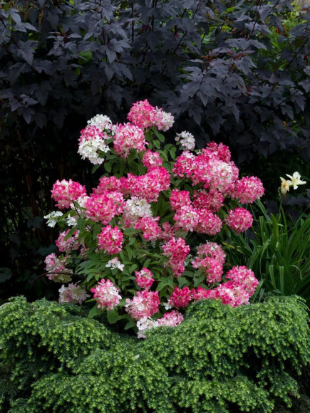 Гортензия Даймонд Руж (Diamant Rouge) метельчатая купить с доставкой