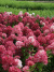 Гортензия Даймонд Руж (Diamant Rouge) метельчатая купить с доставкой