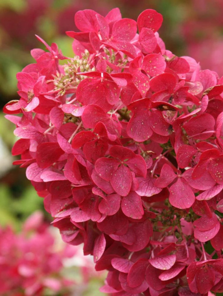 Гортензия Даймонд Руж (Diamant Rouge) метельчатая купить с доставкой