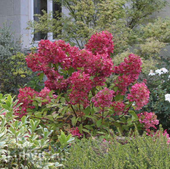Гортензия Даймонд Руж (Diamant Rouge) метельчатая купить с доставкой Гортензия Даймонд Руж (Diamant Rouge) метельчатая купить с доставкой