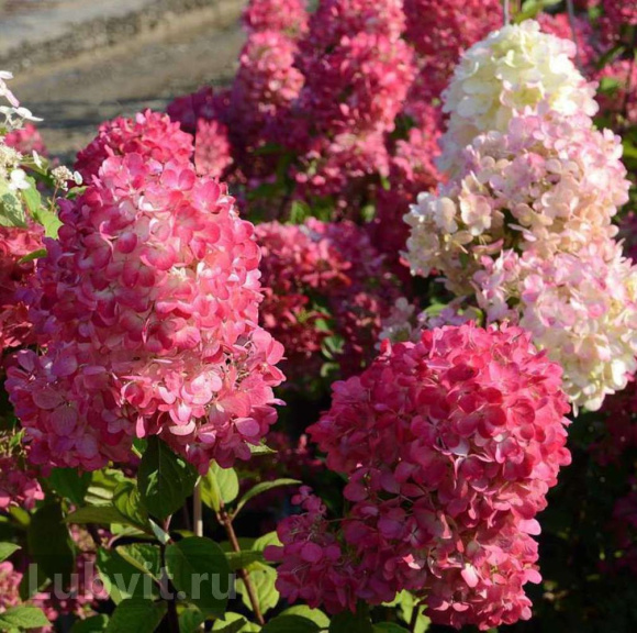 Гортензия Даймонд Руж (Diamant Rouge) метельчатая купить с доставкой Гортензия Даймонд Руж (Diamant Rouge) метельчатая купить с доставкой