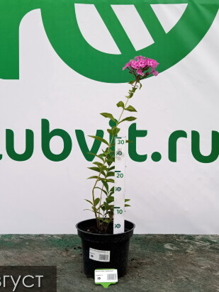 Флокс Князь Серебряный