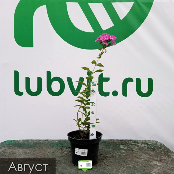 Флокс Князь Серебряный купить с доставкой