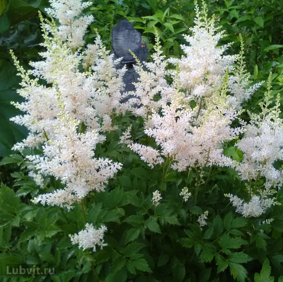 Астильба Белая купить с доставкой Астильба Белая купить с доставкой
