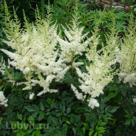 Астильба Белая купить с доставкой Астильба Белая купить с доставкой