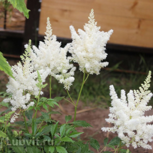 Астильба Белая