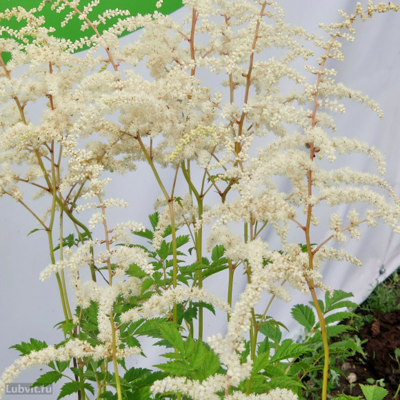 Астильба Белая купить с доставкой Астильба Белая купить с доставкой