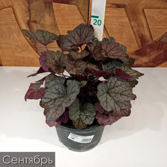 Гейхерелла Твайлайт (Twilight) купить с доставкой