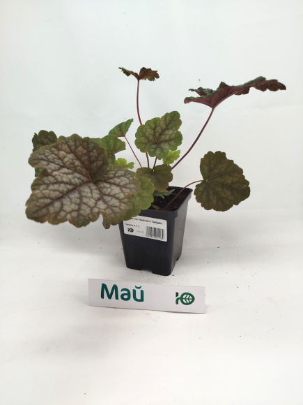 Гейхерелла Твайлайт (Twilight) купить с доставкой