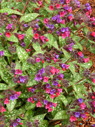 Медуница Викториан Бруч (Victorian Brooch)