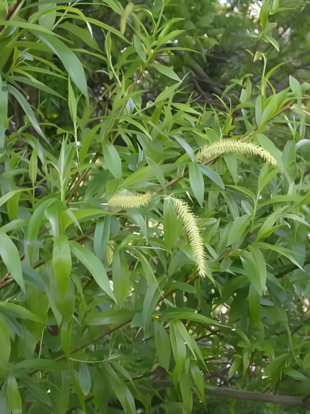 Ива ломкая шаровидная (Salix fragilis Globosa) купить с доставкой Ива ломкая шаровидная (Salix fragilis Globosa) купить с доставкой