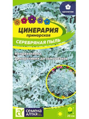 Цинерария Серебряная Пыль [Семена алтая]