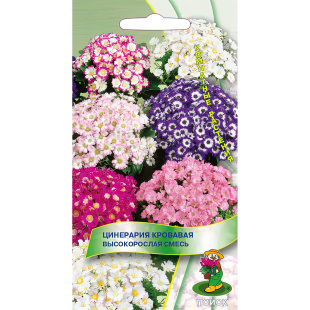 Цинерария кровавая Высокорослая смесь [Поиск]
