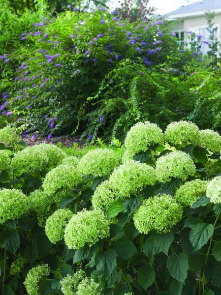 Гортензия Белла Рагацца Лиметта (Bella Ragazza Limetta) древовидная купить с доставкой