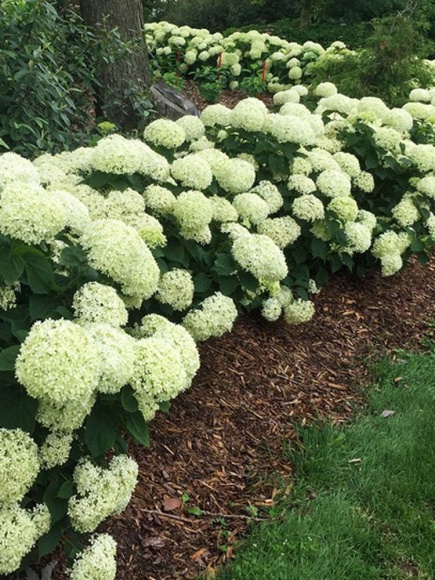 Гортензия Белла Рагацца Лиметта (Bella Ragazza Limetta) древовидная купить с доставкой