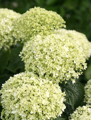 Гортензия Белла Рагацца Лиметта (Bella Ragazza Limetta) древовидная Гортензия Белла Рагацца Лиметта (Bella Ragazza Limetta) древовидная