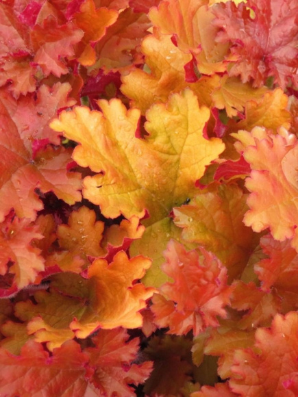 Гейхера Эмбер си (Amber Sea) купить с доставкой