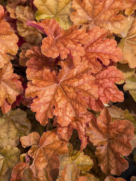 Гейхера Ворлд Кафе Арабика (World Caffe Arabica) купить с доставкой