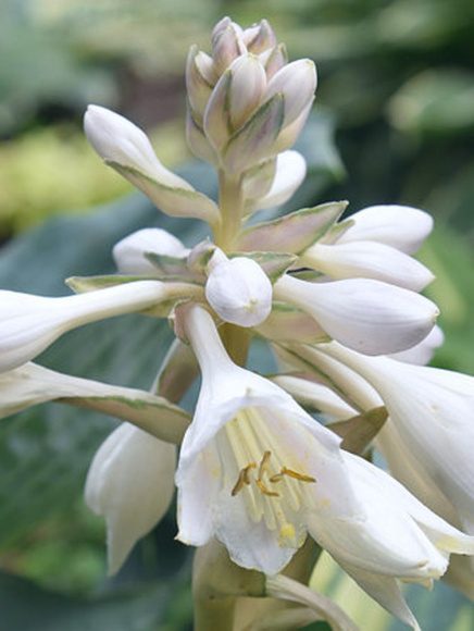 Хоста Бич Бой (Beach Boy) [L] купить с доставкой