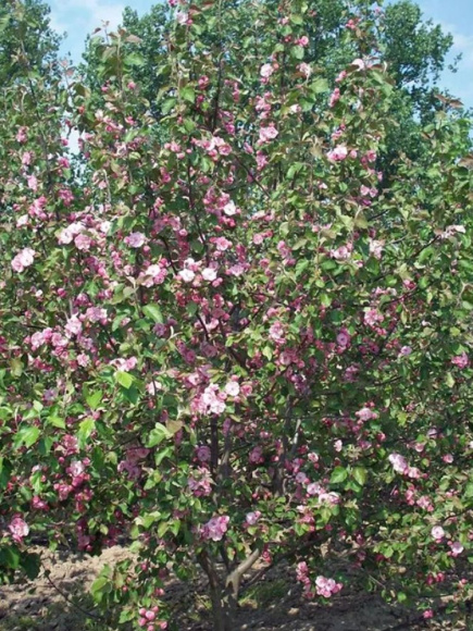 Яблоня Декоративная Бренди Мэджик купить с доставкой