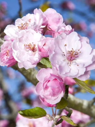 Яблоня Декоративная Бренди Мэджик Яблоня Декоративная Бренди Мэджик