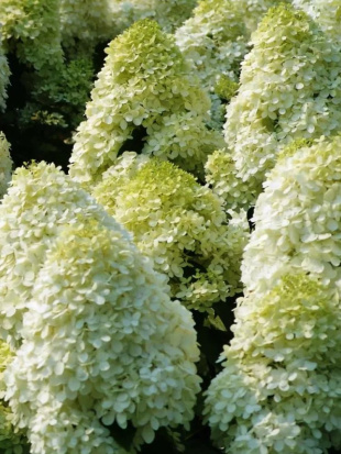 Гортензия Диамантино (Diamantino) метельчатая Гортензия Диамантино (Diamantino) метельчатая