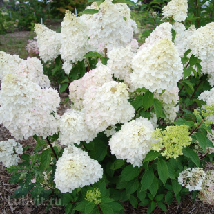 Гортензия Диамантино (Diamantino) метельчатая