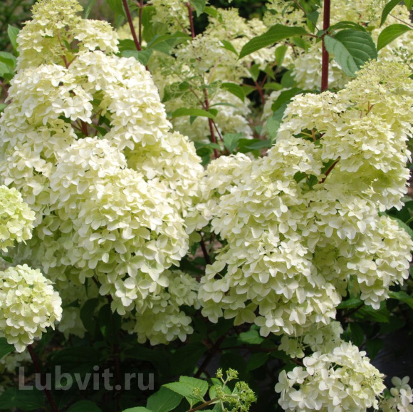 Гортензия Диамантино (Diamantino) метельчатая купить с доставкой