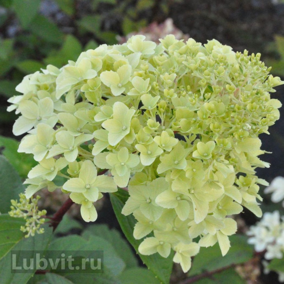 Гортензия Диамантино (Diamantino) метельчатая купить с доставкой