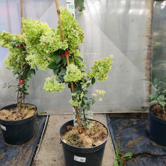 Гортензия Диамантино (Diamantino) метельчатая купить с доставкой