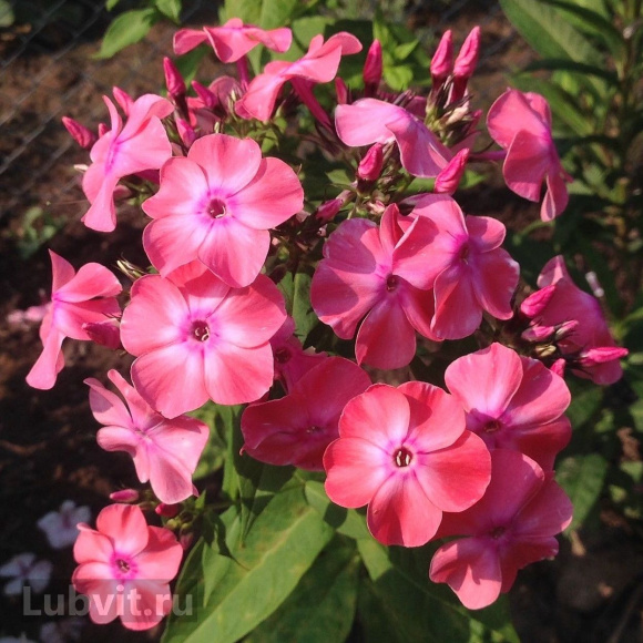 Флокс Земляничное суфле купить с доставкой