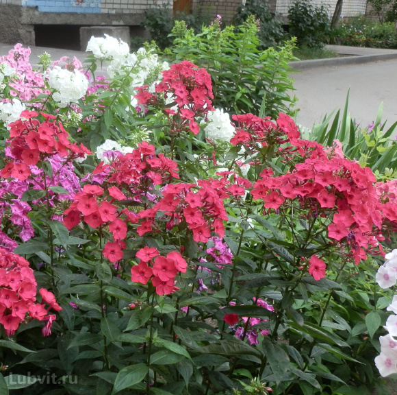 Флокс Земляничное суфле купить с доставкой